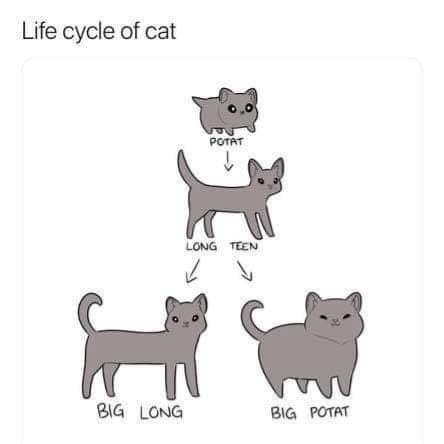 A simple diagram titled 'Life cycle of cat' shows a small kitten labeled 'POTAT' growing into a larger cat labeled 'LONG…