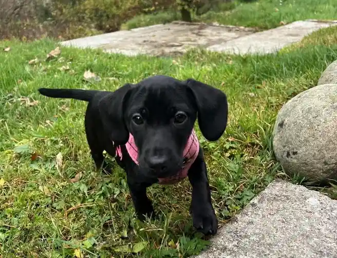 A small black puppy with floppy ears and a pink harness stands in a grassy yard near rocks, looking directly at the camera…