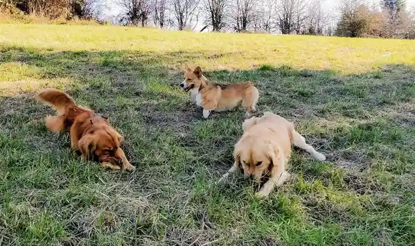 A Joyful Day at the Park with Two Golden Retrievers and a Corgi