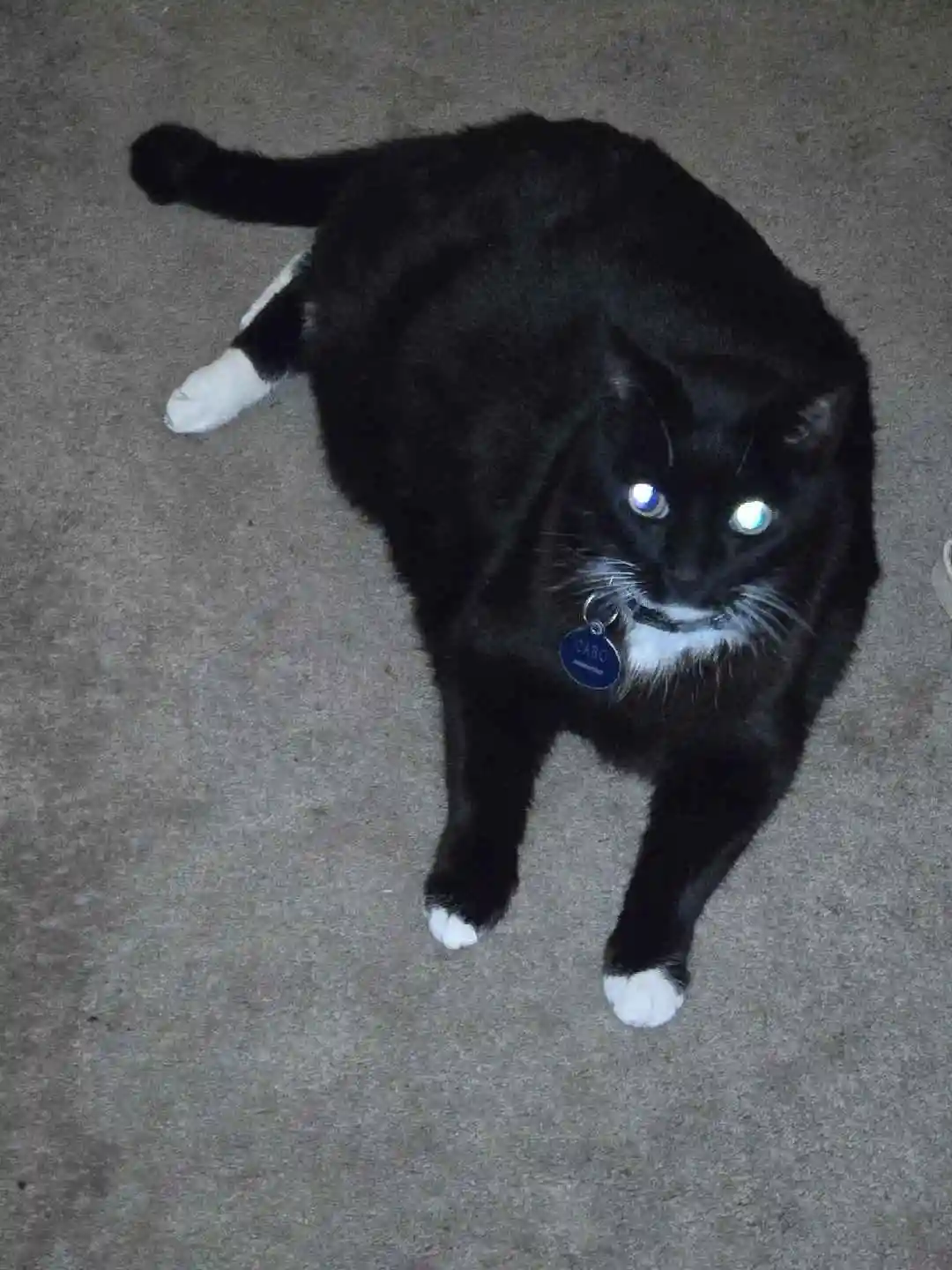 A black cat with white paws and chest, wearing a blue collar tag that reads 'CARO', stares directly at the camera with…