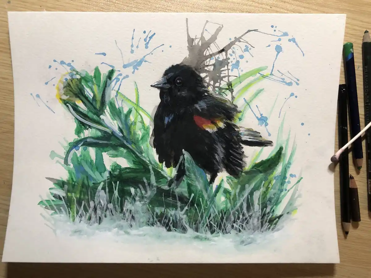 A watercolor painting of a black bird with red and yellow wing markings perched in green grass, surrounded by blue paint…