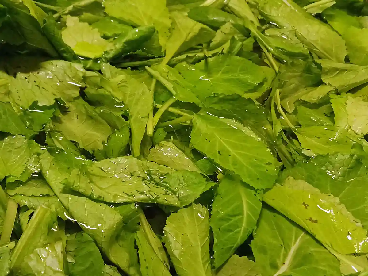 A close-up photo shows a pile of wet, green leafy vegetables, possibly napa cabbage or similar, submerged in water with…