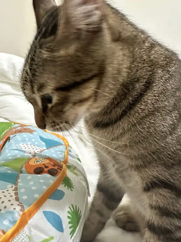 A close-up photo shows a tabby cat with grey and black stripes leaning down to sniff a colorful baby blanket featuring…