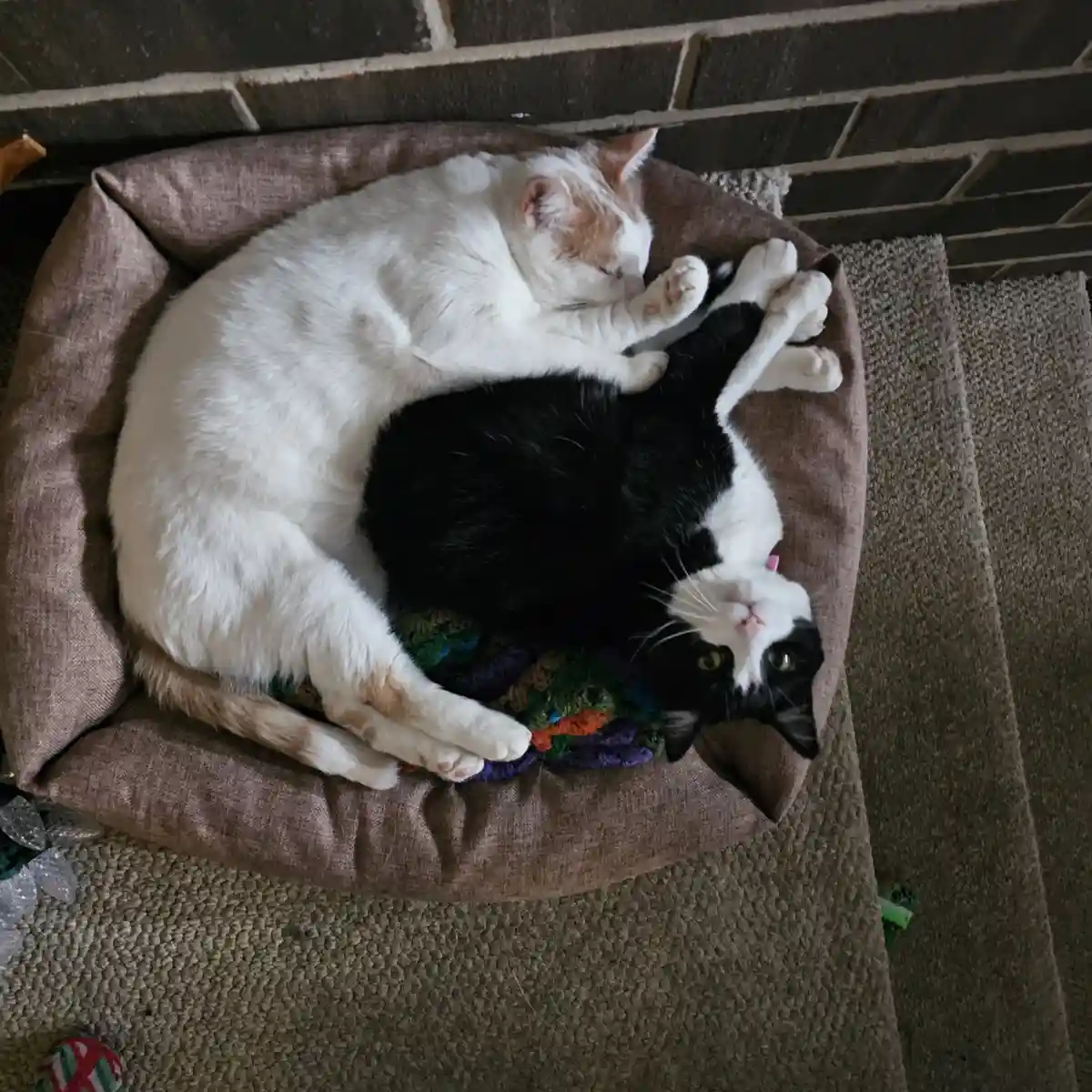Two cats are curled up together in a brown pet bed; one white and orange cat sleeps soundly while the other black and white…