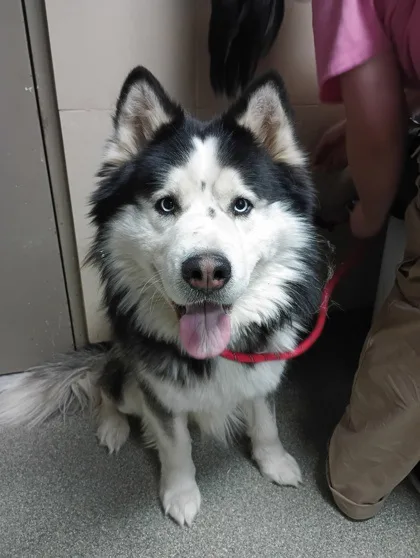 A black-and-white husky with bright blue eyes sits on a gray floor, tongue out, wearing a red leash. A person in a pink…