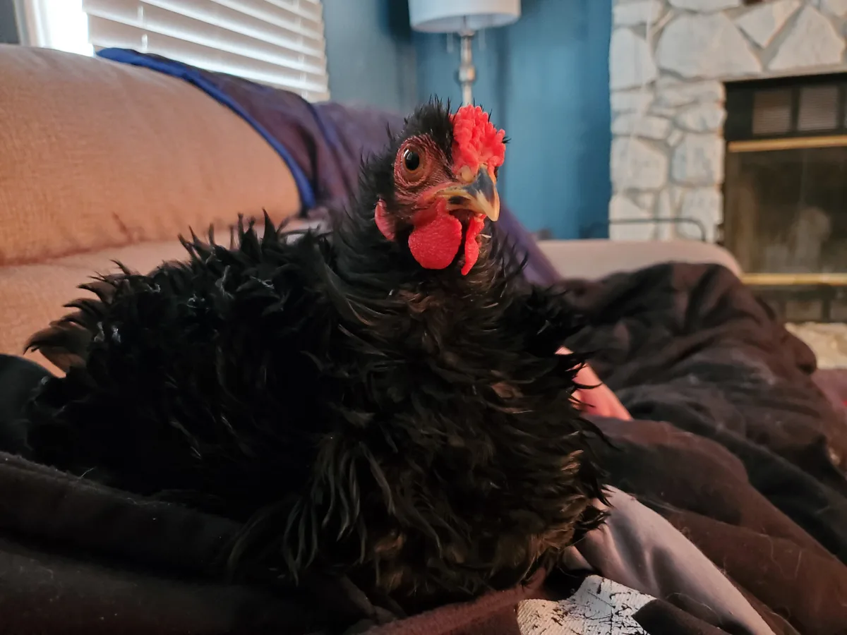 A black chicken with red comb and wattles is lounging on a couch covered with blankets, looking directly at the camera with…