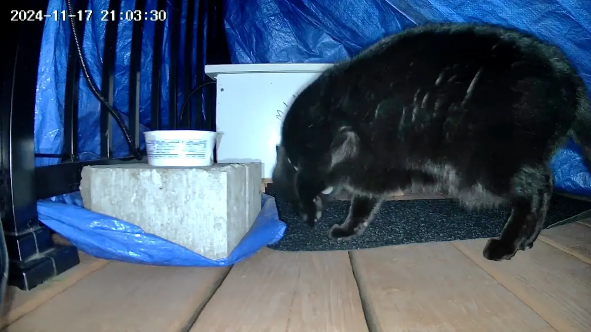 A black cat is seen in a low-angle security camera shot, bending over and appearing to sniff or lick the floor near a…