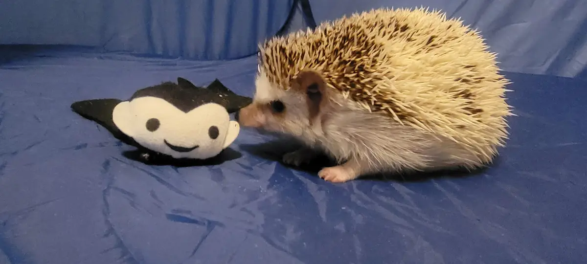 A real hedgehog with light brown and white spines is sniffing a black-and-white plush toy shaped like a hedgehog with a…