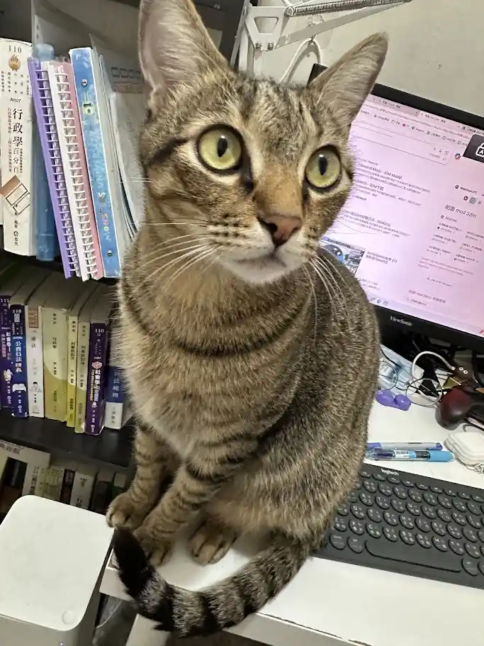 一只虎斑猫坐在办公桌的键盘上，背景是书架和电脑显示器，猫的眼睛睁得很大，表情警觉。电脑屏幕上显示着Reddit页面，旁边有文具和眼镜。猫的上方有中文文字“我今天要當貓咪的主人”。
