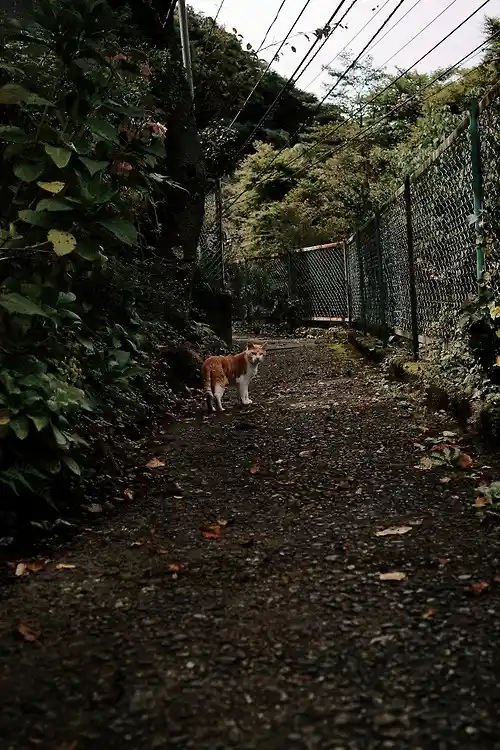 An orange and white cat stands in the middle of a narrow, overgrown dirt path flanked by dense green foliage and a…