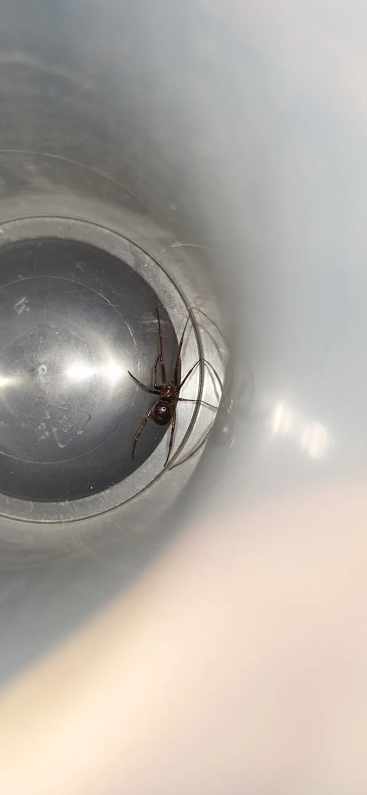 A small dark spider with long legs is perched on the curved inner rim of a clear plastic cup, which has a recycling symbol…