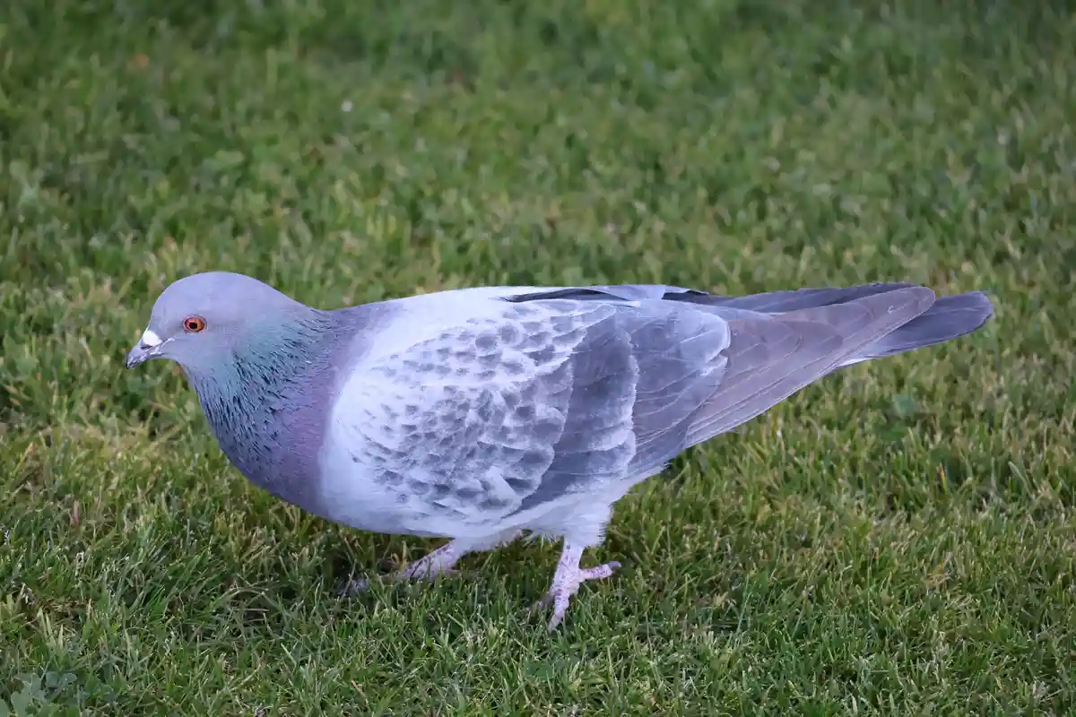 A gray pigeon with iridescent neck feathers and red eyes stands on green grass, looking sideways. The image has the overlaid…