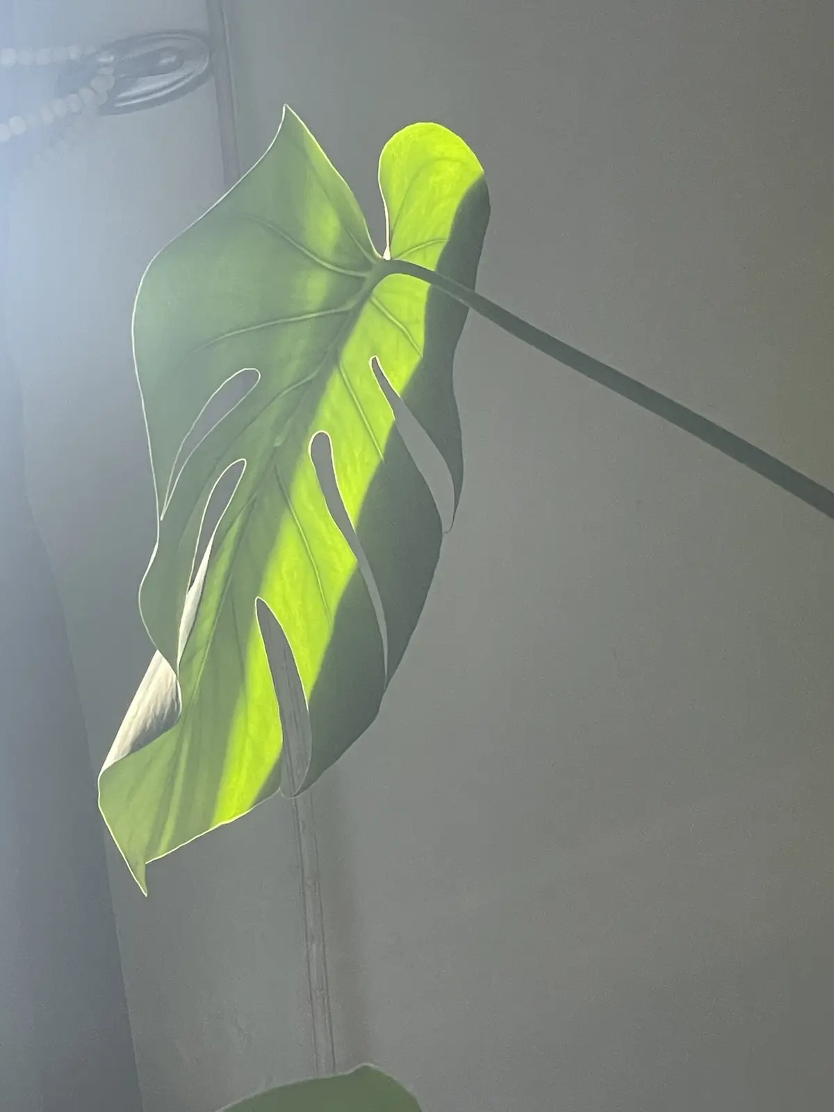 A large, green monstera leaf is backlit by sunlight, creating a glowing effect and casting shadows on a plain gray wall. The…