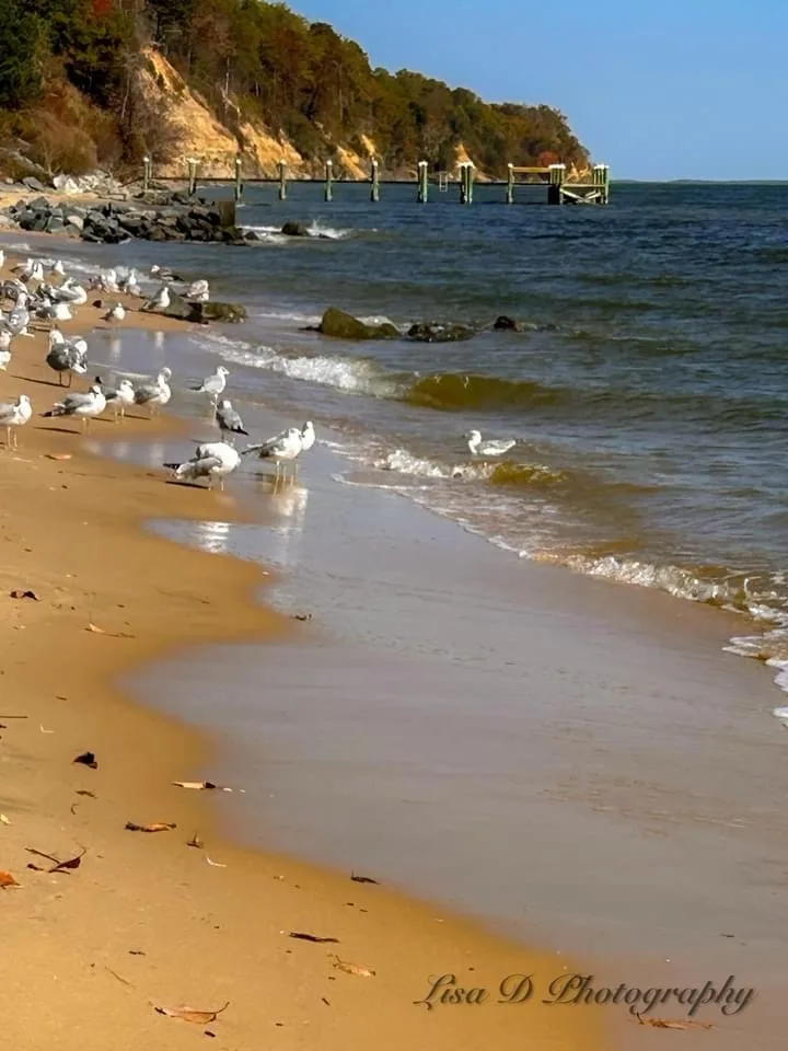 A scenic beach photo shows numerous seagulls scattered along the wet sand near the water's edge, with gentle waves lapping…