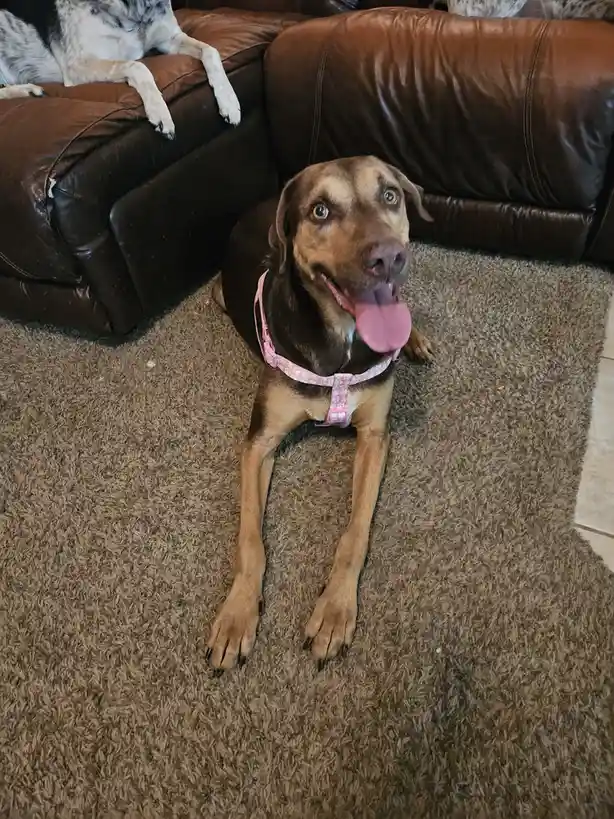 Adorable Doggo Moments!