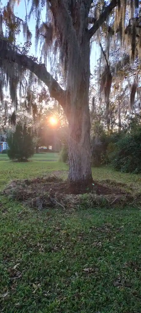 A serene outdoor photo shows a large tree with Spanish moss hanging from its branches, set against a backdrop of a setting…