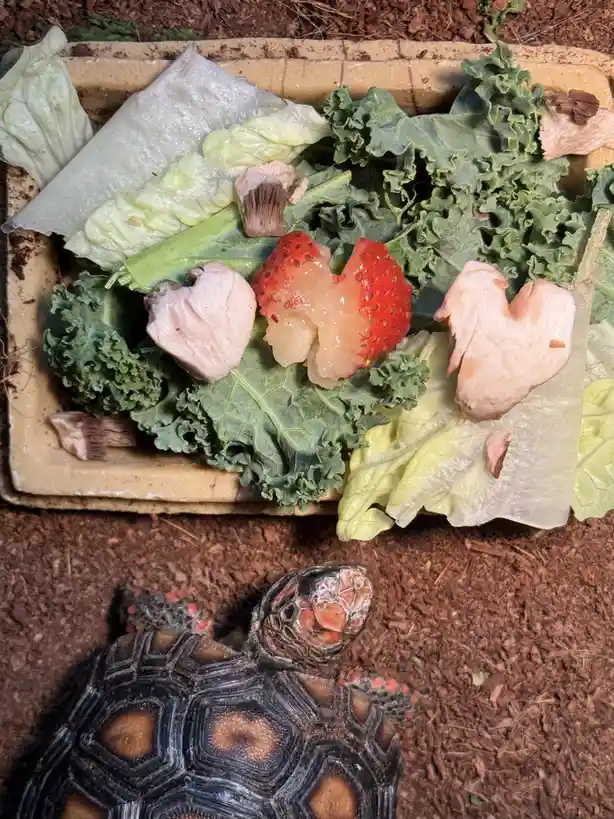 A red-footed tortoise looks up at a shallow dish filled with kale, lettuce, mushrooms, and a strawberry. The tortoise's head…