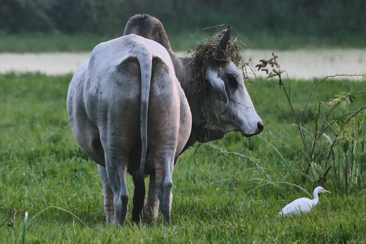 A gray cow stands in a green field with hay stuck to its head, facing right while a small white bird stands nearby in the…