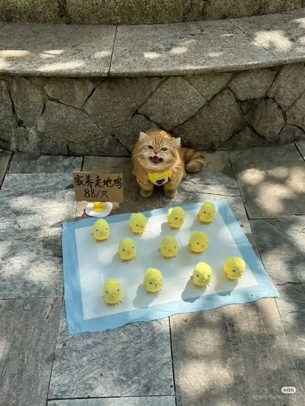 一只表情夸张的橘色猫坐在户外石板地上，胸前挂着黄色小牌子，面前铺着蓝色垫子，上面整齐排列着十只黄色毛绒小鸡玩具。猫左侧立着一块手写纸牌，写着“家养走地鸡…