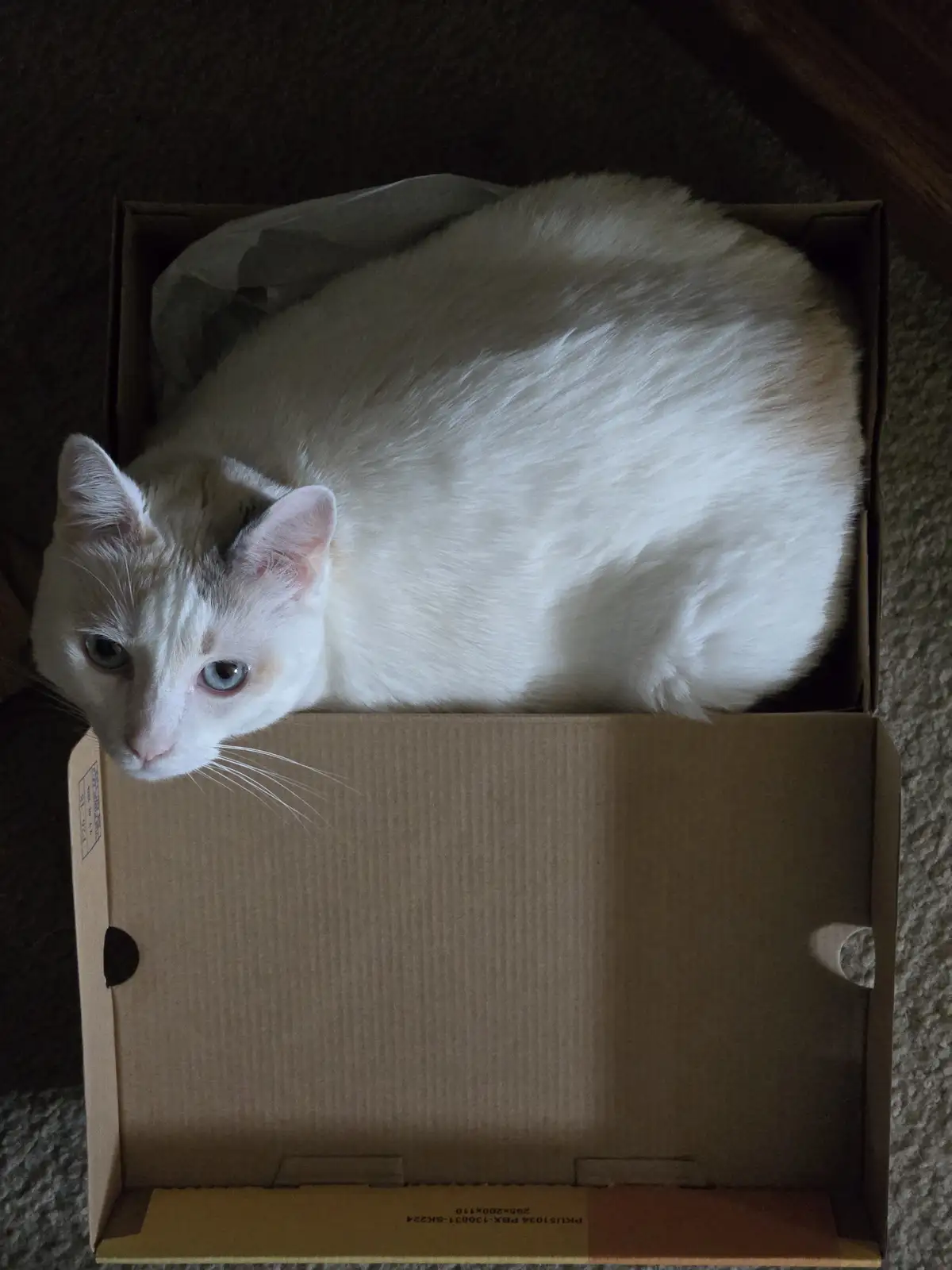 A fluffy white cat with blue eyes is curled up inside a cardboard box, looking directly at the camera with a calm, slightly…