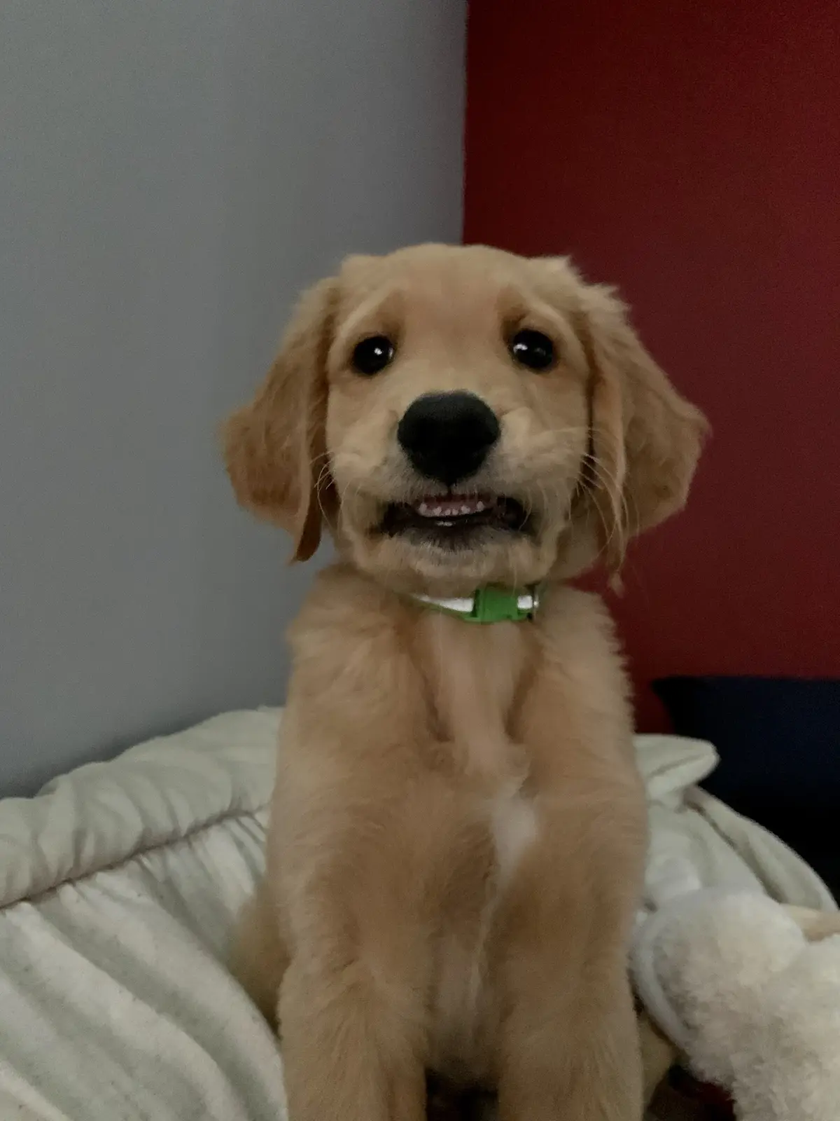 A golden retriever puppy with a green collar sits upright on a white cushion, looking directly at the camera with its mouth…