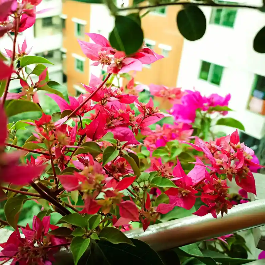 A vibrant photo of pink bougainvillea flowers with green leaves growing on a balcony railing, with apartment buildings…
