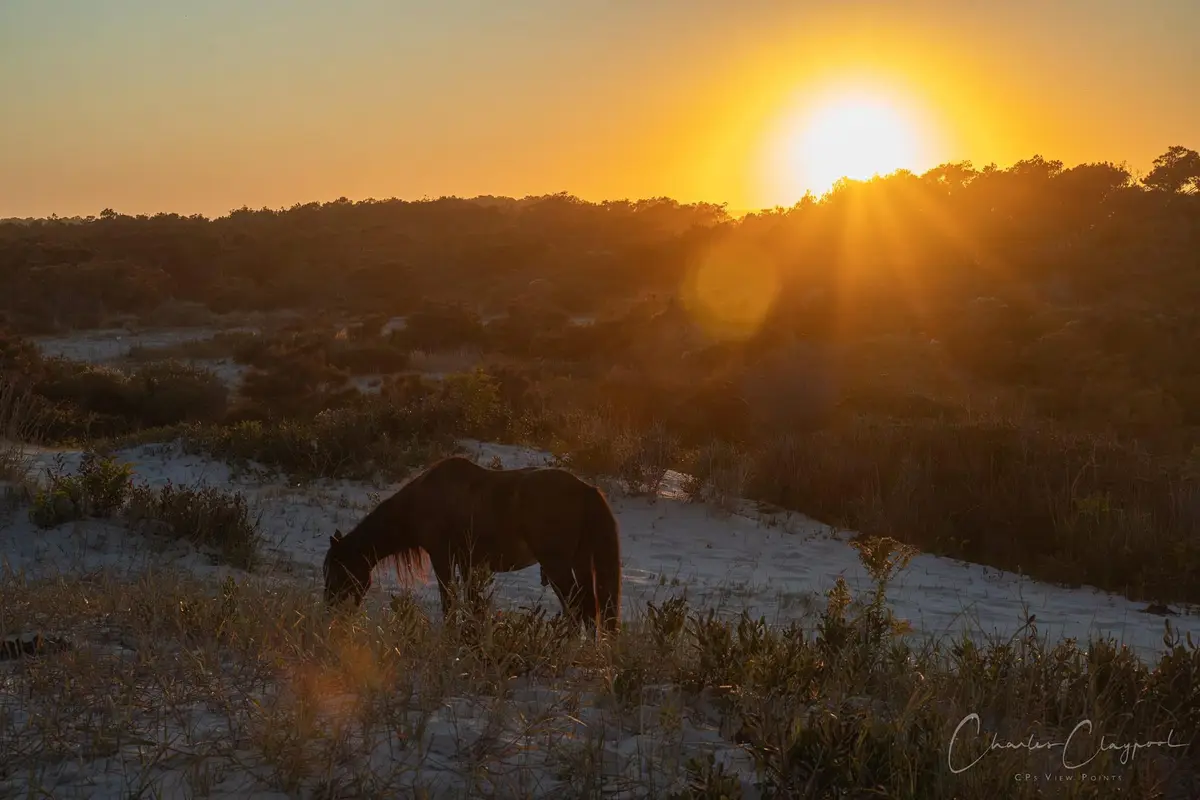 A brown horse grazes in a sandy, grassy field at sunset, with the sun low on the horizon casting golden light and lens…