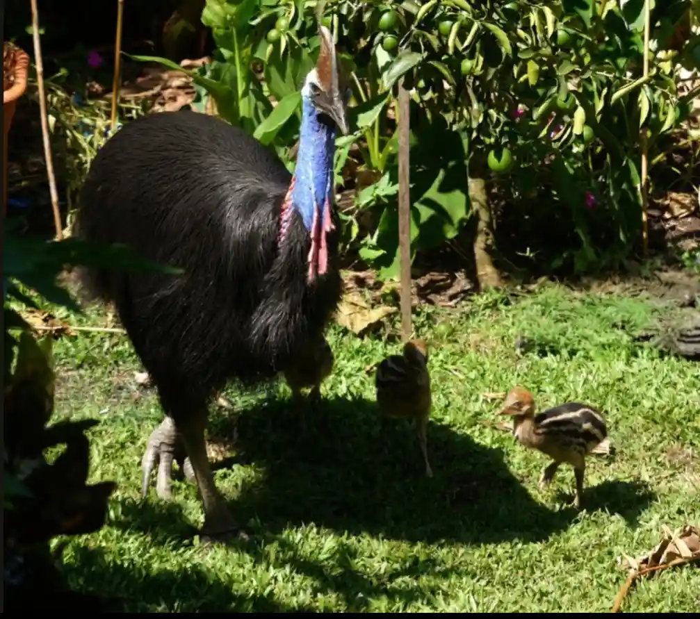A large, black cassowary with a blue neck and red wattle stands in a sunlit garden with green grass and leafy plants, while…