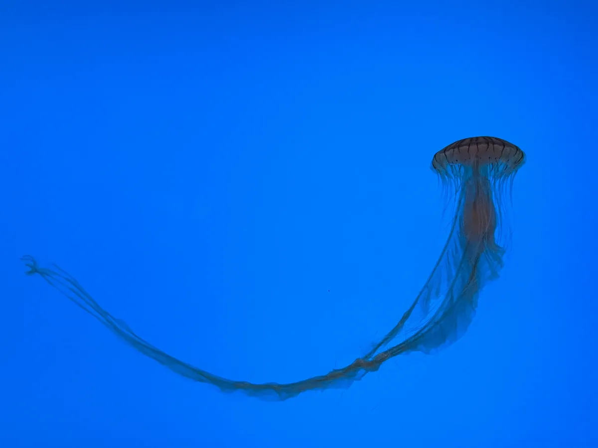 A jellyfish with a long, flowing trailing ribbon swims gracefully against a solid blue background. The jellyfish's bell is…
