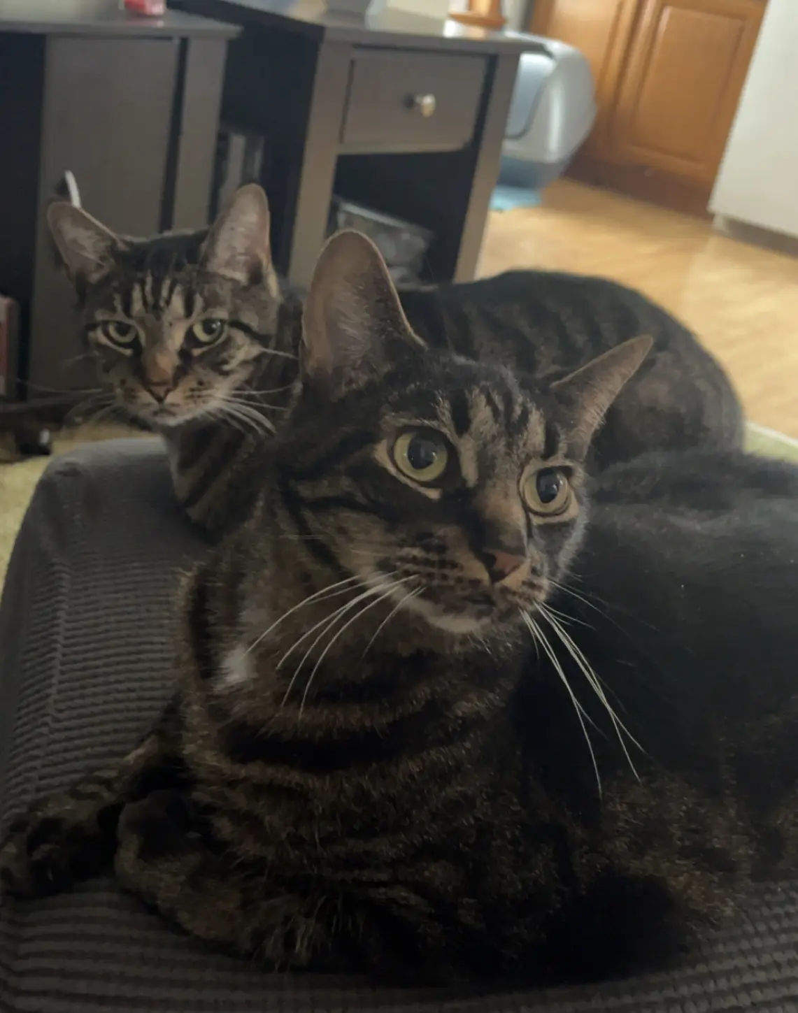 Two tabby cats sit on a dark gray textured cushion, both staring intently forward with wide, unblinking eyes. The cat in the…
