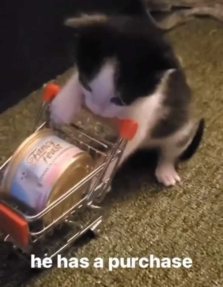 A small black and white kitten is pushing a miniature shopping cart containing a can of Fancy Feast cat food across a…