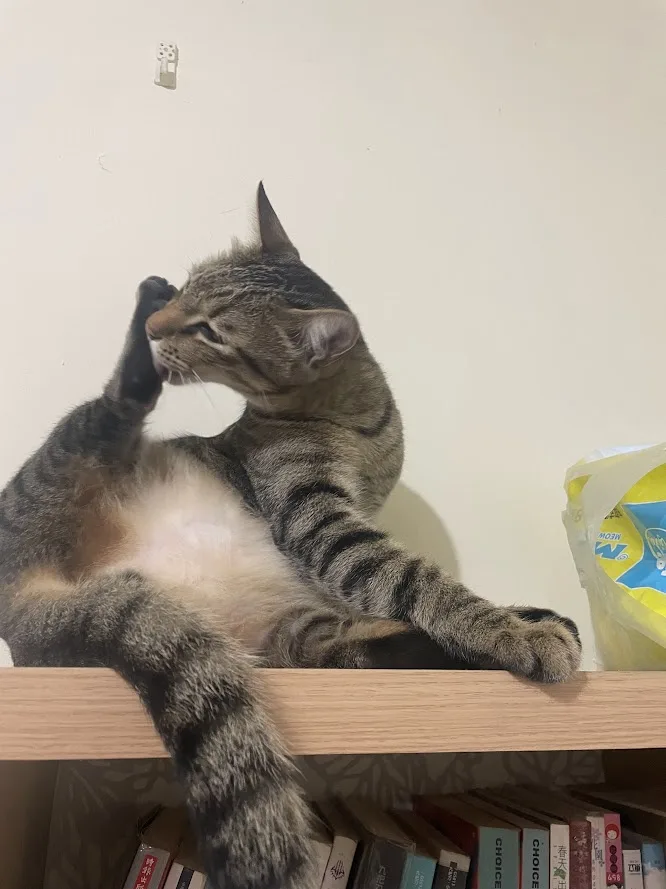 Just another day with my favorite cat