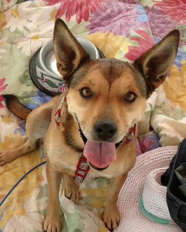 A tan and brown dog with large ears and a pink tongue sticking out sits on a colorful floral blanket, looking directly at…
