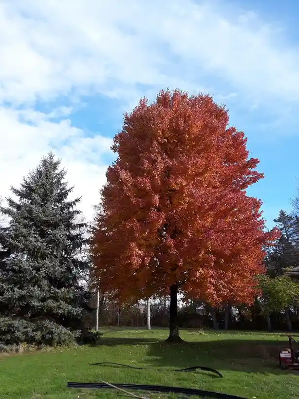 A vibrant autumn tree with fiery red and orange leaves stands in a grassy yard under a partly cloudy blue sky, next to a…