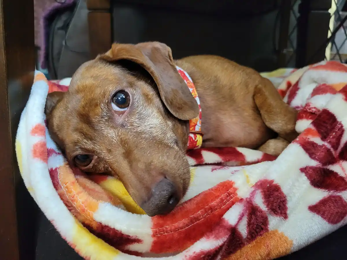 Meet My Adorable Pup, Tiger Lilly #688