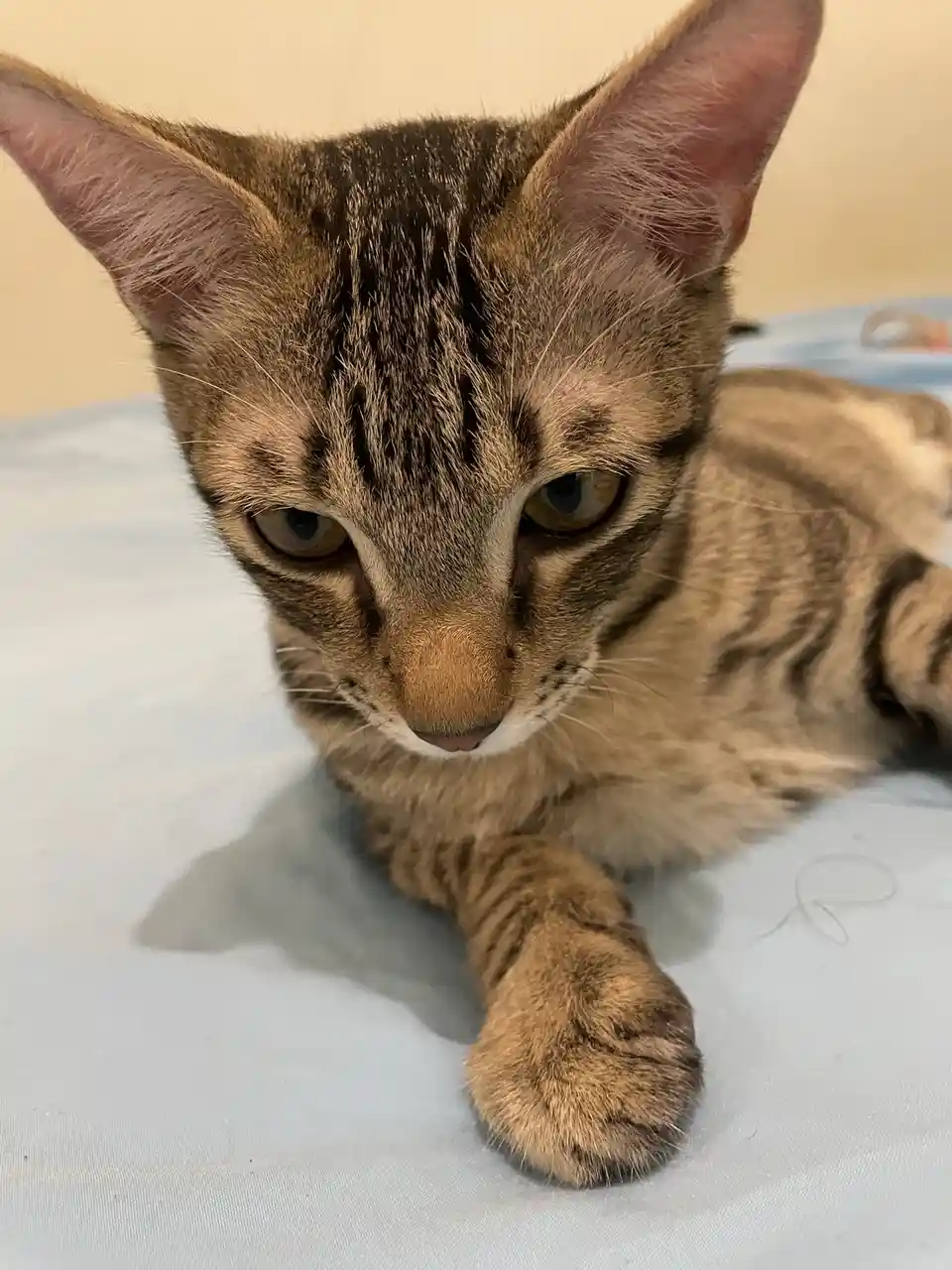 Adorable Little Cat Moments