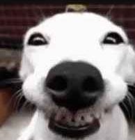 A close-up photo of a white dog with a wide, toothy grin, looking directly at the camera. The dog's eyes are slightly…