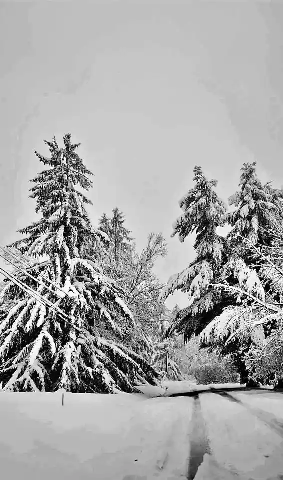 A black-and-white photo shows a snow-covered road flanked by heavy snow-laden evergreen trees, with a visible power line…
