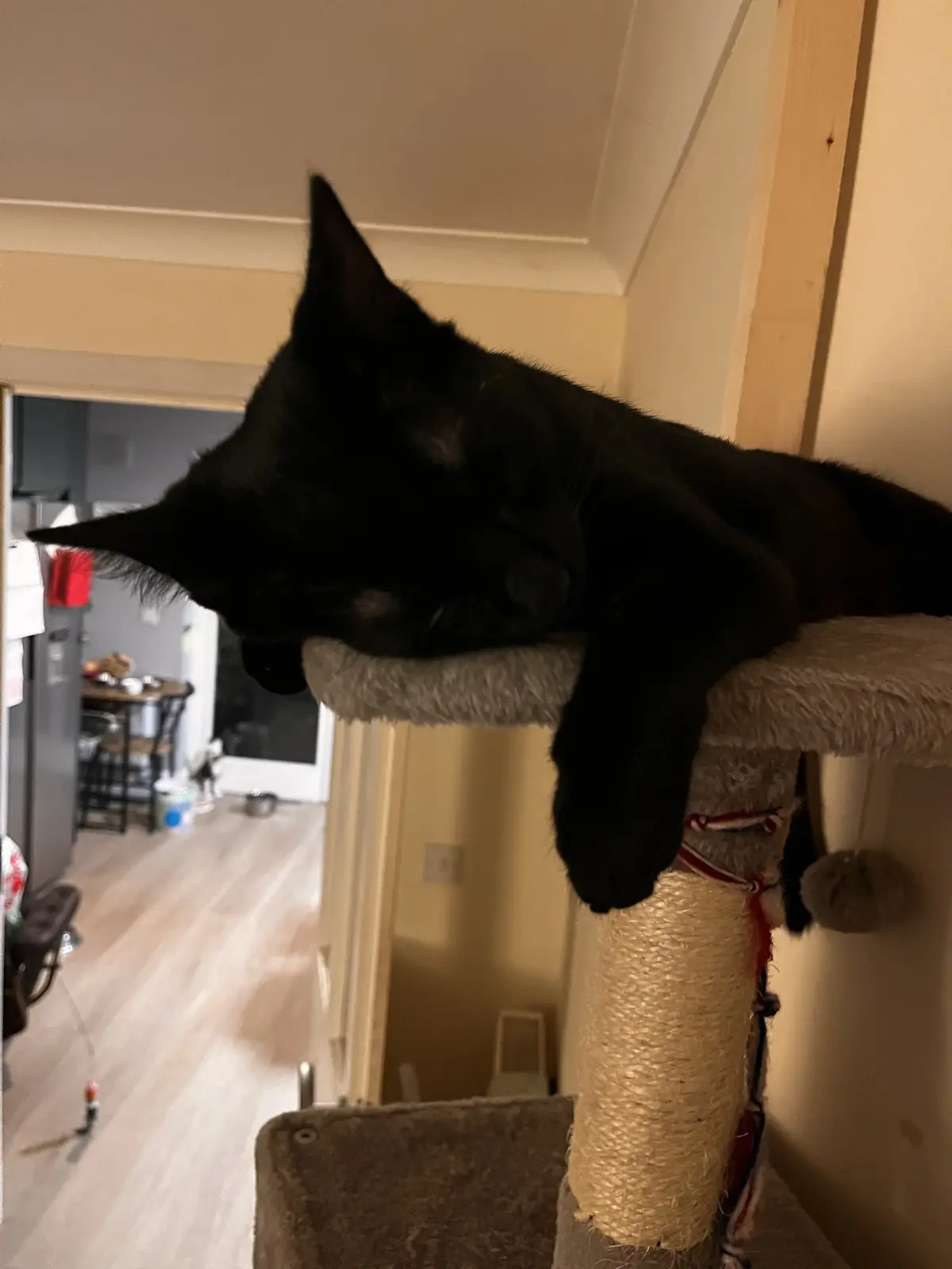 A black cat is sleeping on the top platform of a cat tree, its head hanging over the edge with one paw dangling down. The…
