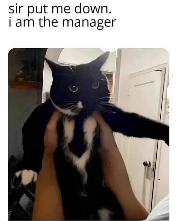 A black and white cat is being held upright by a person's hands around its torso, looking directly at the camera with wide…
