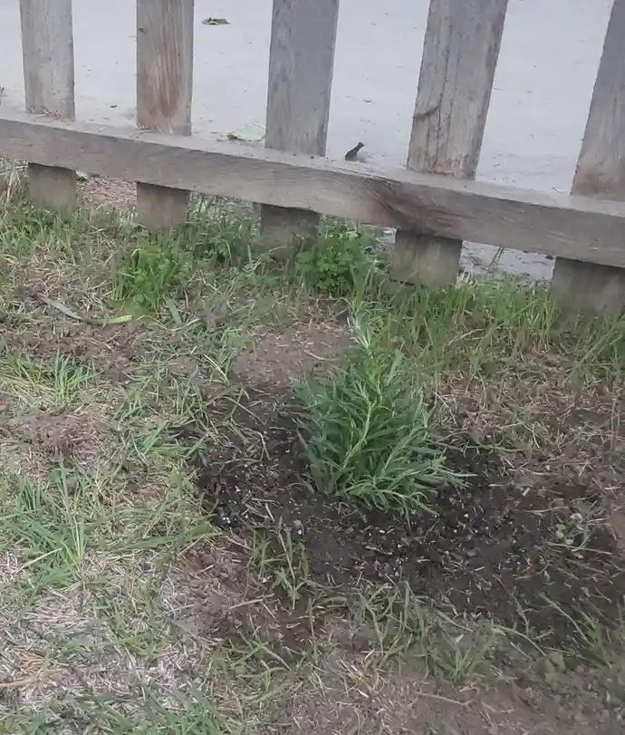 The journey of replanting grocery store rosemary: the beginning and the progress