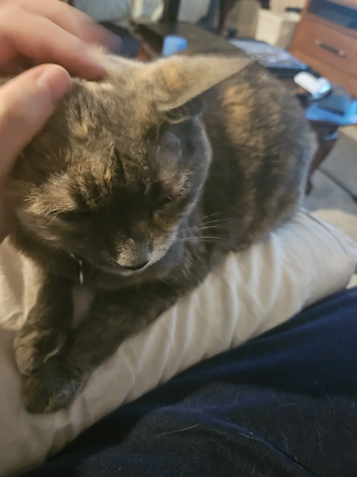 Say hello to my Christmas cat, Perl!