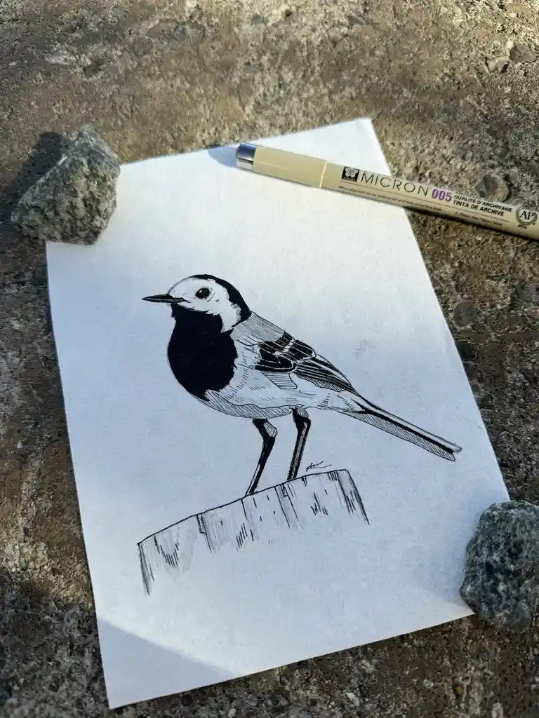 Meet the Charming White Wagtail
