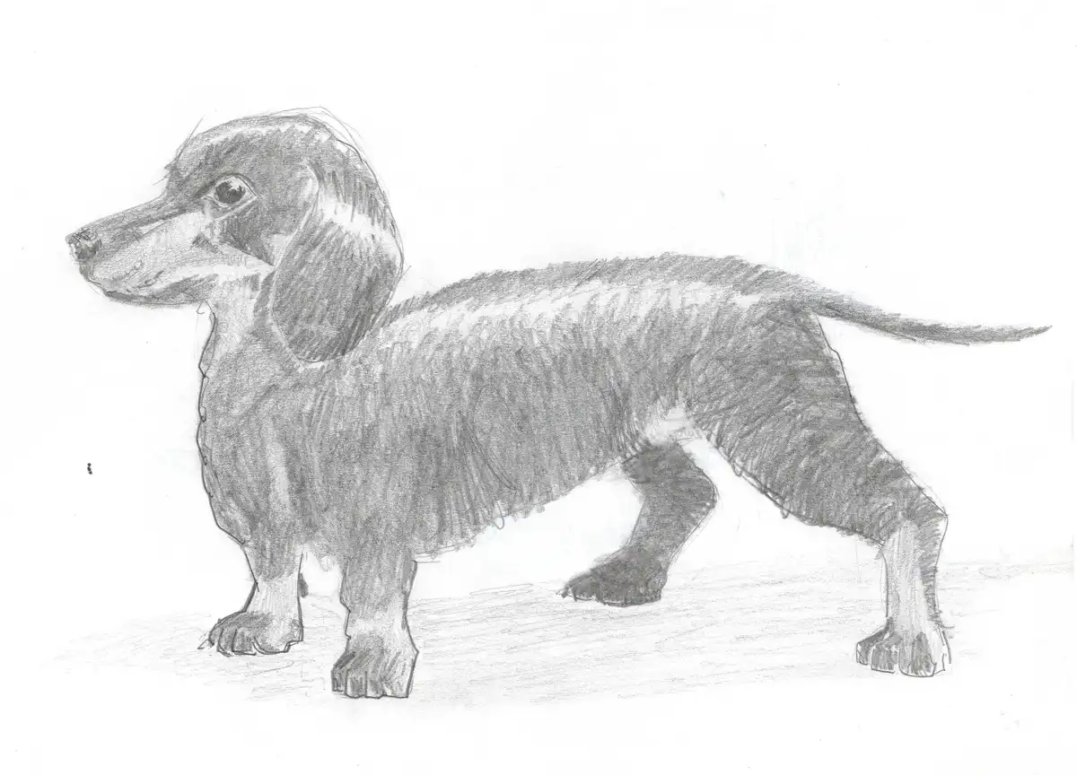 A pencil sketch of a dachshund standing in profile, showing its long body, short legs, floppy ears, and characteristic…
