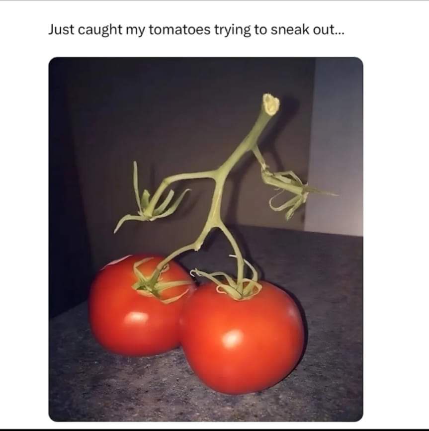Two ripe red tomatoes sit on a dark countertop, their green stems bent and twisted into a shape resembling a person in…