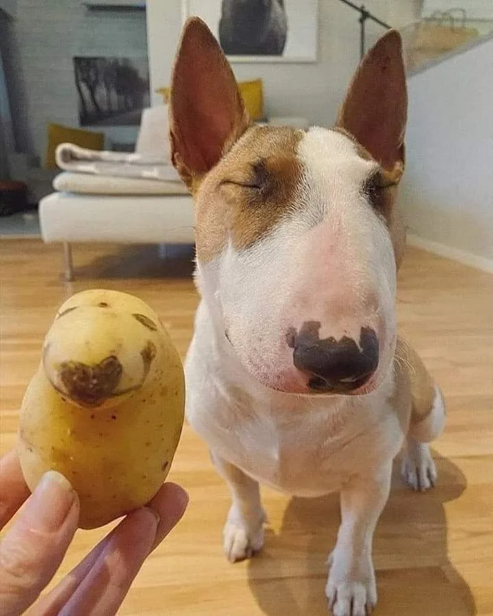 It's the Perfect Time for Adorable Dog Memes!