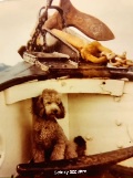 A vintage, sepia-toned photograph shows a fluffy, curly-haired poodle sitting upright on the edge of a small boat, looking…