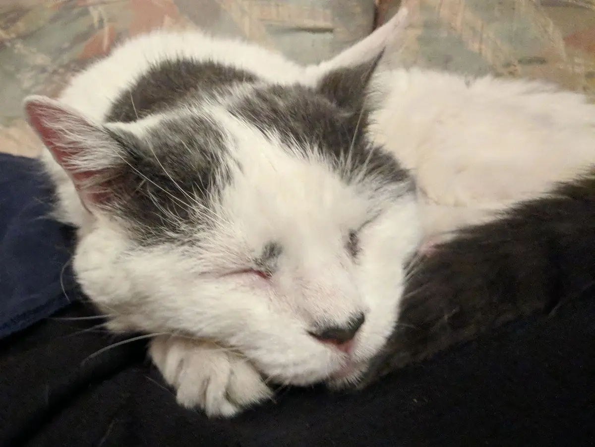 A close-up photo of a gray and white cat sleeping peacefully with its eyes closed and head resting on its paws, lying on a…