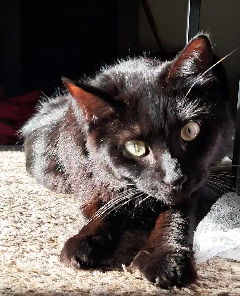 A black cat with green eyes is lying on a beige carpet, looking directly at the camera with a relaxed but slightly…