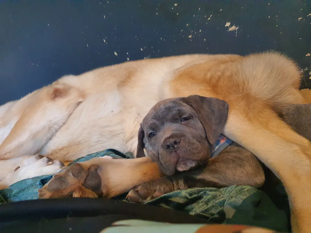 A large, light-colored dog is curled up and sleeping on a green blanket, with a small, dark-furred puppy nestled against its…